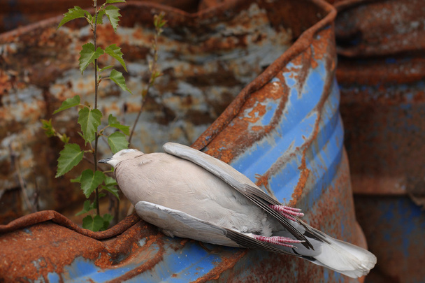  toksik kimyasal wa bir varil üzerinde yatan ölü kuş yakalı güvercin - Fotoğraf, Görsel