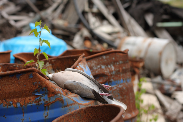 襟死んだ鳥鳩有毒化学廃棄物のバレルの上に横たわる. - 写真・画像