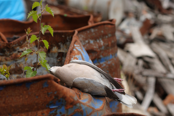 toksik kimyasal atık varil üzerinde yatan ölü kuş yakalı güvercin. - Fotoğraf, Görsel
