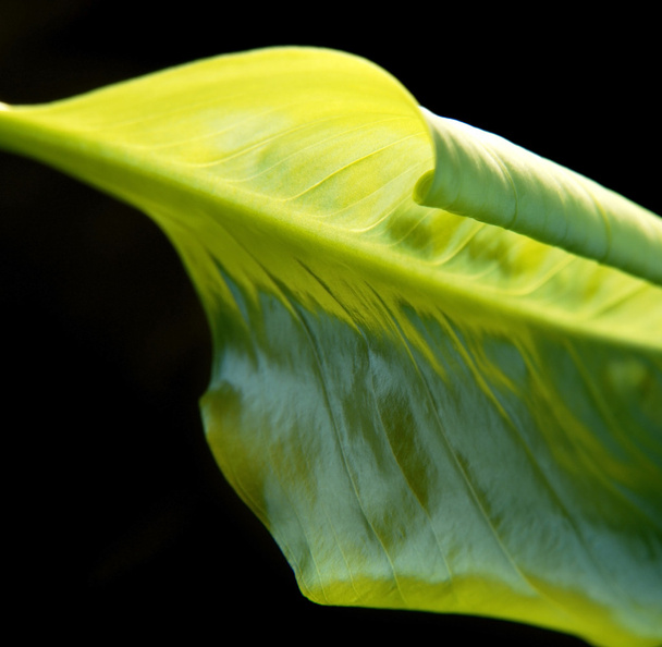 λεπτομέρεια αφηρημένη πράσινο φύλλο - Φωτογραφία, εικόνα