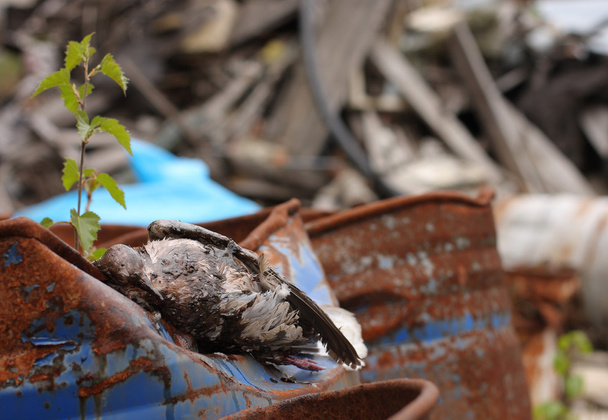 Kuollut lintu kauluksella kyyhkynen makaa tynnyri myrkyllistä kemiallista jätettä
. - Valokuva, kuva