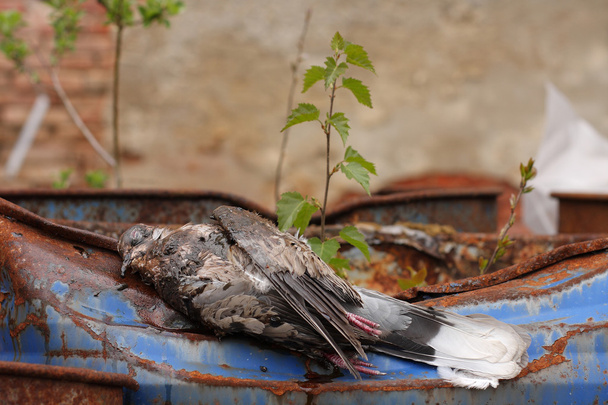 Paloma con cuello de pájaro muerta acostada en un barril de residuos químicos tóxicos
. - Foto, Imagen