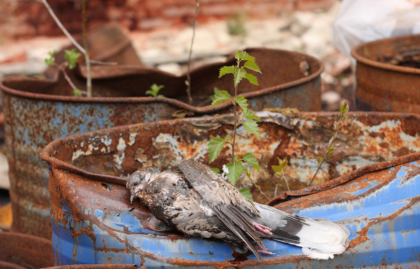 Мертвий птах з комірцем голуб лежить на бочці токсичних хімічних відходів
 - Фото, зображення