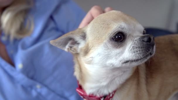 Woman Stroking Pet Chihuahua - Materiał filmowy, wideo