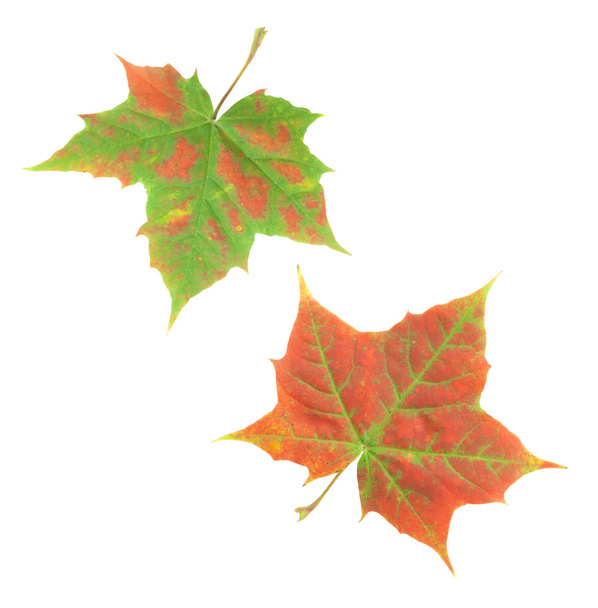 Two autumn leaves - Фото, изображение