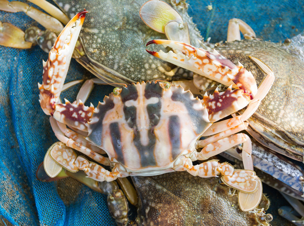 Raw red blue crab - Photo, Image