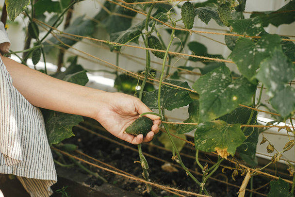 Vrouwelijke komkommer oogsten van verhoogd tuinbed. Handen verzamelen komkommer close-up in stedelijke biologische tuin. Homestead levensstijl en permacultuur. - Foto, afbeelding