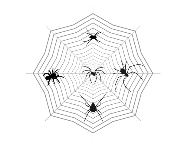 Spiders on a spider web - Vector, Image