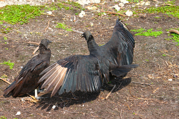 Black Vultures (Coragyps atratus) - Foto, immagini