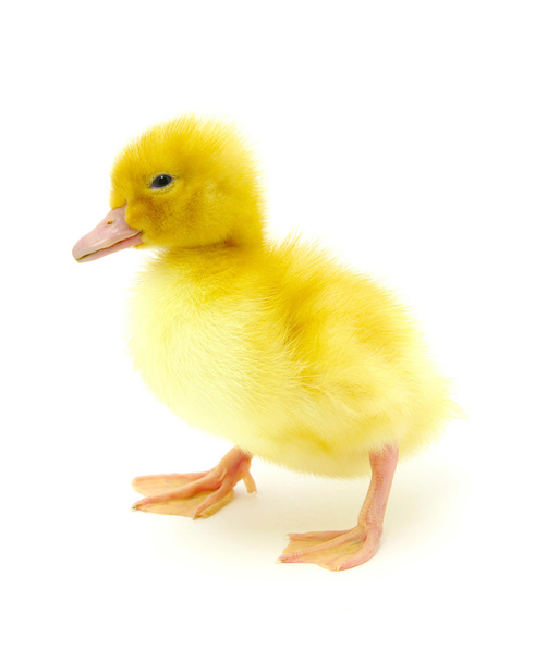 Pato amarelo
 - Foto, Imagem