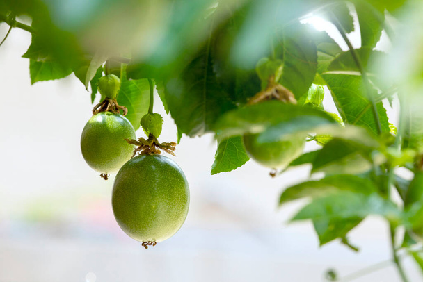 Ovoce v letních sadech plné zeleného ovoce - Fotografie, Obrázek