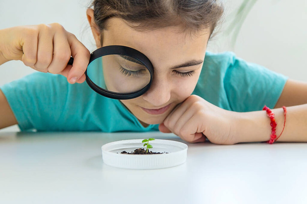 Egy gyerek nagyító alatt vizsgál meg egy növényt. Szelektív fókusz. Kölyök!. - Fotó, kép