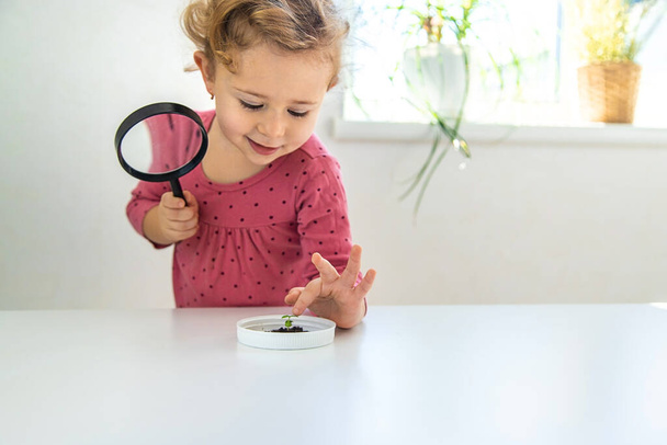 Un enfant examine une plante sous une loupe. Concentration sélective. Enfant.. - Photo, image