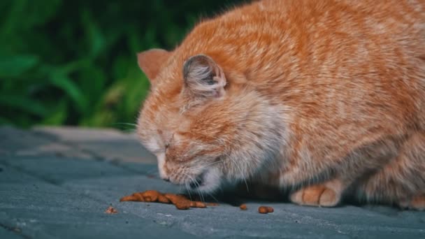 Zázračná toulavá kočka se zavřenýma očima v klidném spánku odpočívá na dlážděném povrchu a nalézá chvilku odpočinku v městské krajině.. - Záběry, video