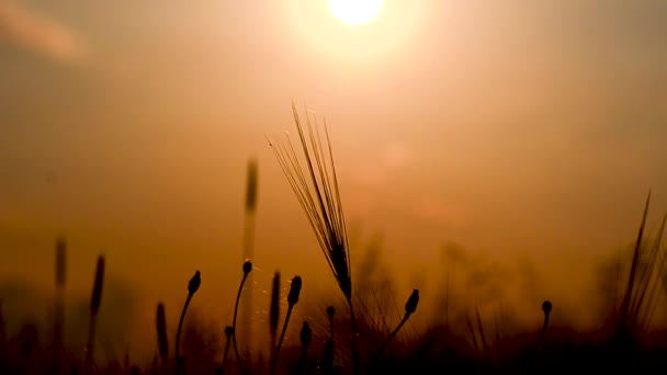 Barley Hordeum vulgare in the rays of the setting sun - Footage, Video