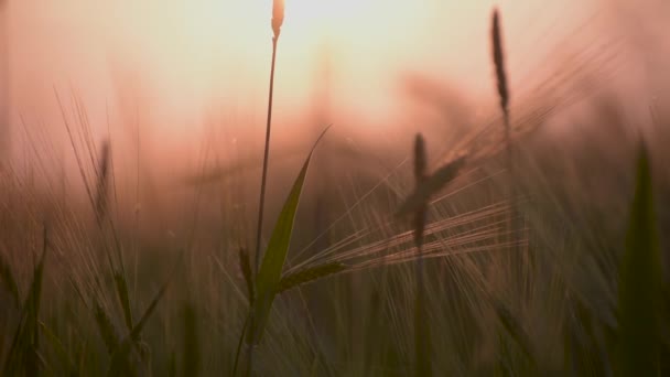 Árpa Hordeum vulgare a lenyugvó nap sugaraiban - Felvétel, videó