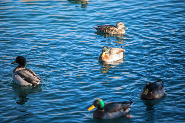 Kacsa, úszás a tóban  - Fotó, kép