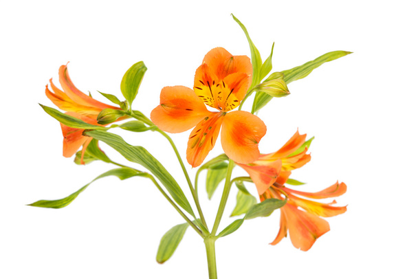 Alstremeria piękne kwiaty - Zdjęcie, obraz