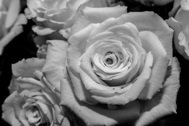 Fekete-fehér virág Polárszűrő - Fotó, kép