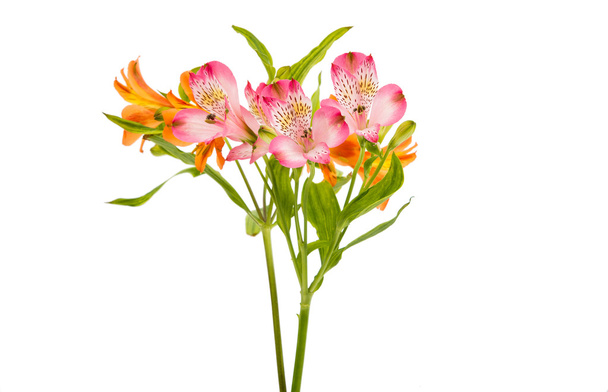 Красивые цветы альстромерии
 - Фото, изображение