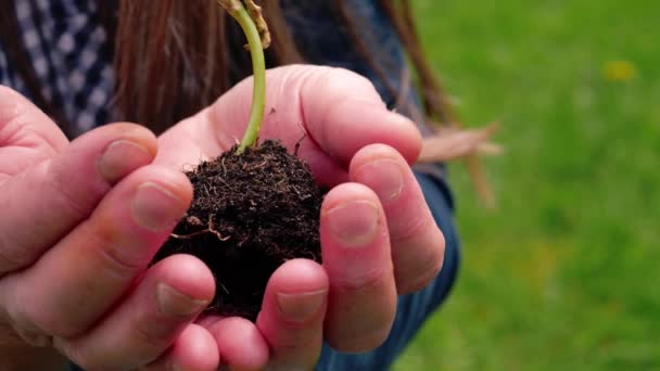 Hand hält Sonnenblumenpflanzensämling im Boden Medium 4k Schuss selektiver Fokus - Filmmaterial, Video