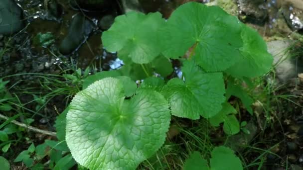 Leaves of Petasites pyrenaicus on the bank of a mountain stream - Footage, Video