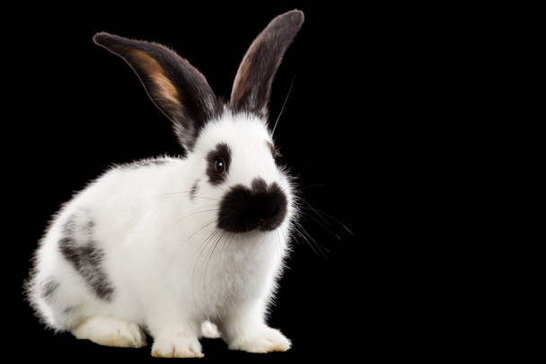 Conejo blanco
 - Foto, imagen