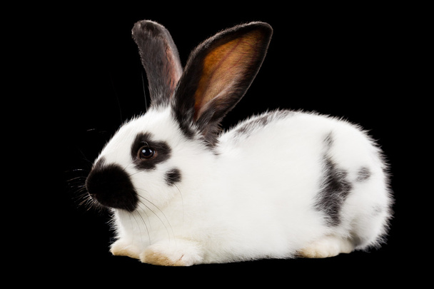 witte konijn - Foto, afbeelding