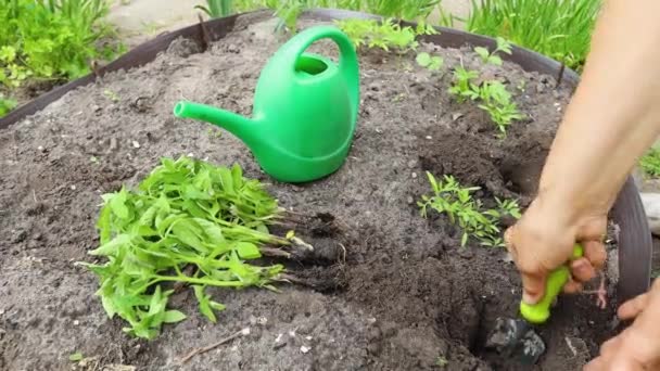 Woman's hands planting seedling in the garden - Footage, Video
