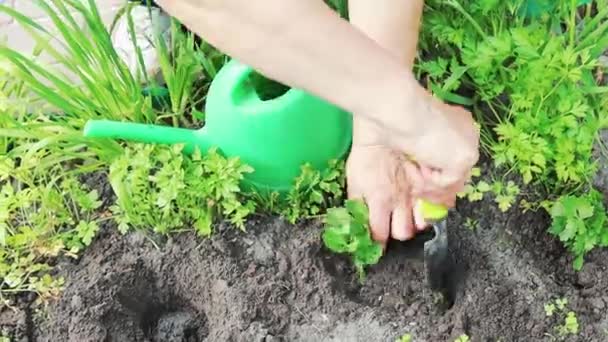 Las manos de la mujer plantando plántulas en el jardín - Imágenes, Vídeo
