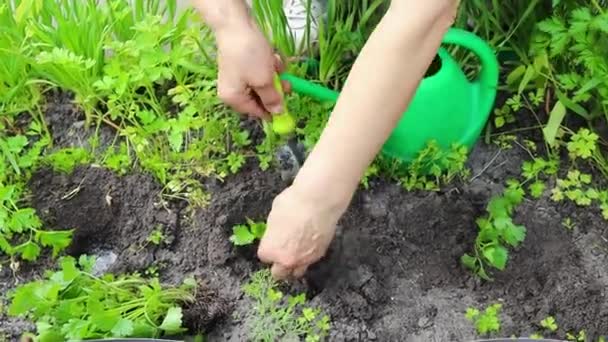 Frauenhände pflanzen Setzlinge im Garten - Filmmaterial, Video