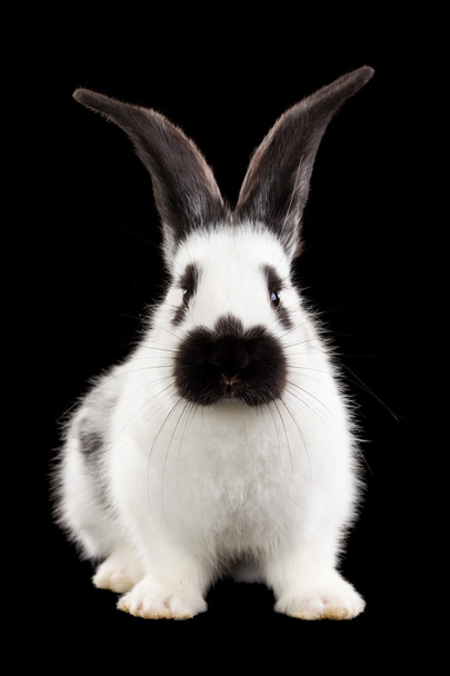 ウサギ - 写真・画像