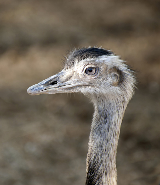 Close up of an Ostrich - Valokuva, kuva