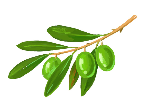 picture of olive tree branch - Вектор,изображение