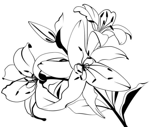 Beautiful tropical lillies - Vector, Image