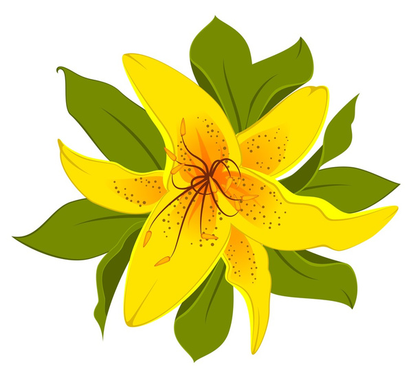Красива Тропічна lillies
 - Вектор, зображення