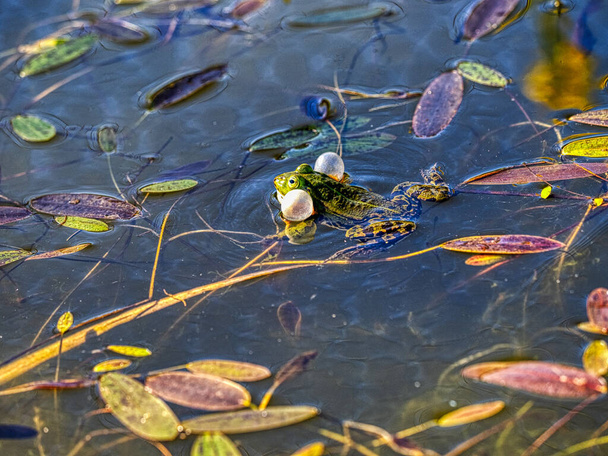 Yenilebilir kurbağa, Pelophylax esculentus, erkekler kur yaparken dişiler arar - Fotoğraf, Görsel