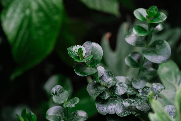 Detailed view of a plant with water droplets on its leaves. - Foto, immagini