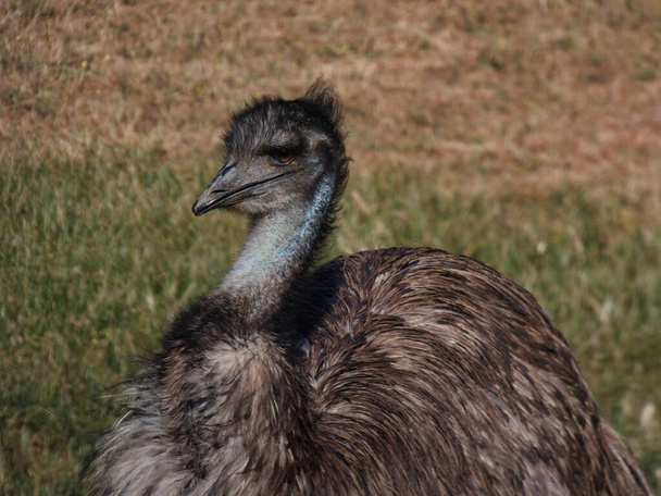 ostrich emu Dromaius novaehollandiae Australian bird on a sunny day in the field - Fotoğraf, Görsel