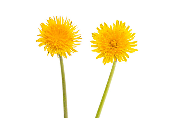 Two yellow dandelions - Photo, Image