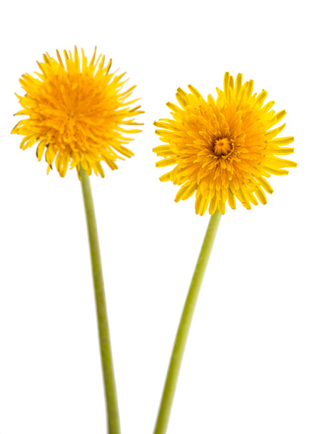 Two yellow dandelions - Photo, Image