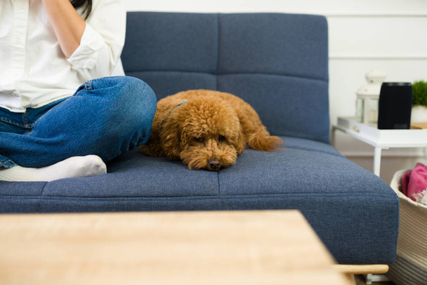 Brown dog comfortable resting on a blue couch while lying next to a woman in a living room - Photo, Image