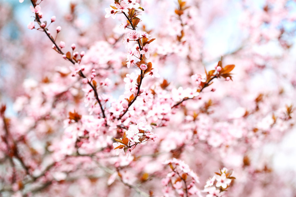 Cherry blossoms over blurred nature background - Photo, image
