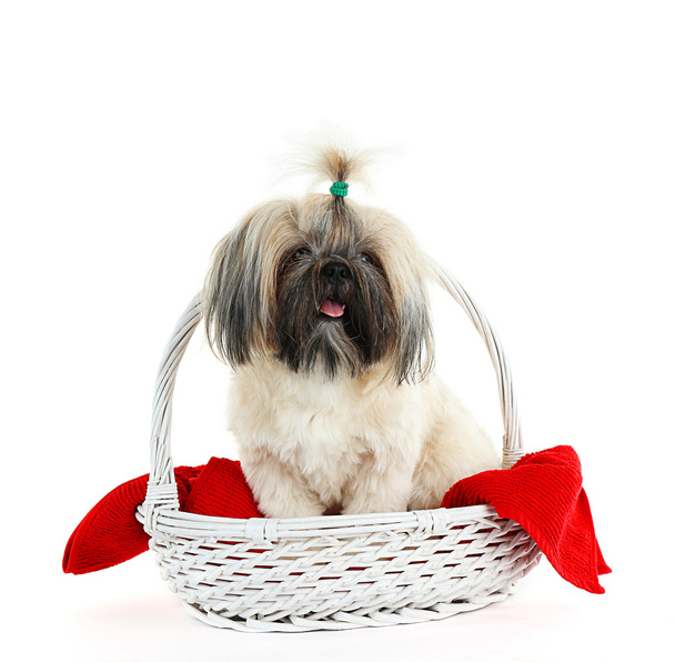 Cute Shih Tzu in wicker basket isolated on white - Photo, Image