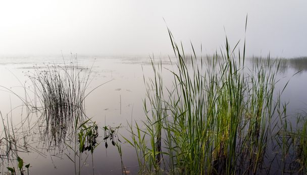 Roseaux dans le lac brumeux
 - Photo, image