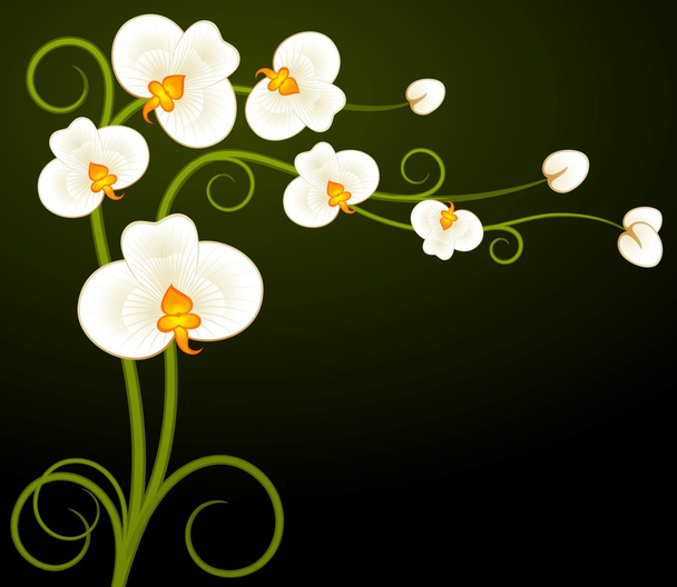Fondo con hermosas orquídeas
 - Vector, Imagen