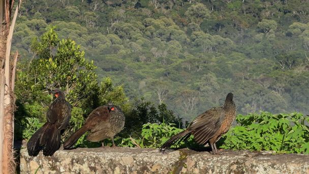 Jacuvögel sitzen auf einer Mauer und beobachten den dichten Dschungel bei Sonnenaufgang. - Foto, Bild