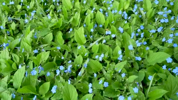 Kaunis, pieni vauva sininen kukkia tuoreita vihreitä lehtiä. Myosotis. Kukkatausta - Materiaali, video