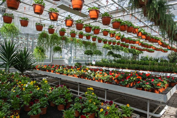 A greenhouse filled with colorful flowers in pots and various hanging plants, showcasing a lush and vibrant gardening space. - Zdjęcie, obraz