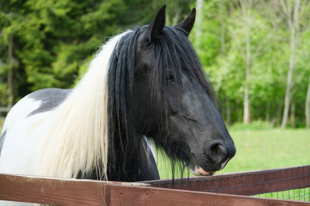 Detailní záběr černo-bílého koně s dlouhou, tekoucí hřívou stojící u dřevěného plotu na svěží zelené pastvině. - Fotografie, Obrázek